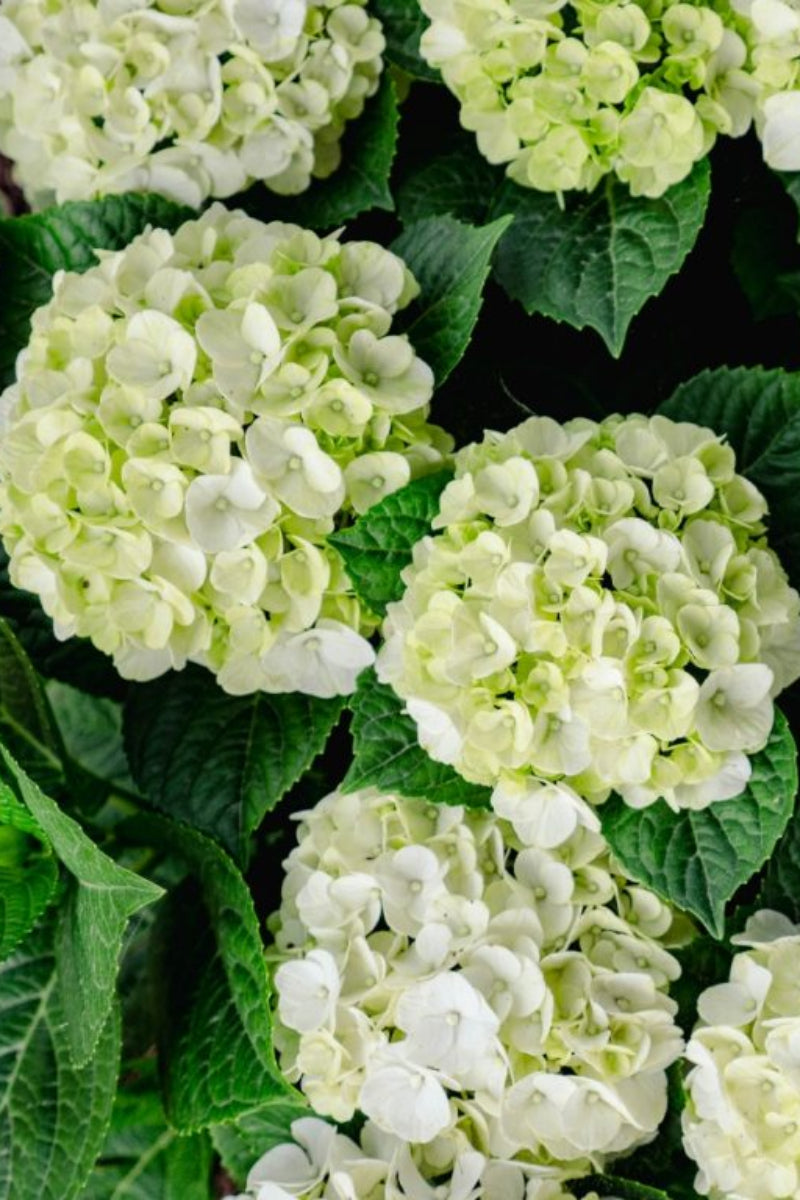 Hydrangea Mac Grin And Tonic