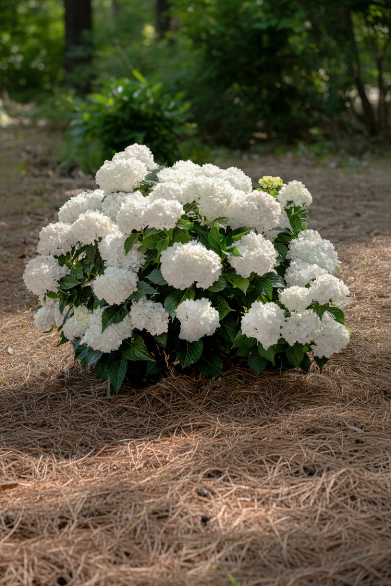 Hydrangea Macrophylla Dream Cloud