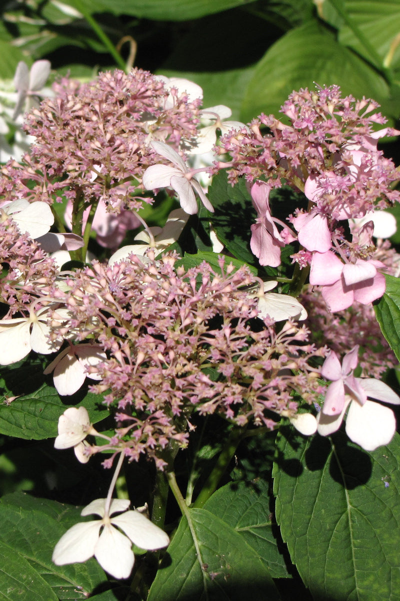 Hydrangea Maris -