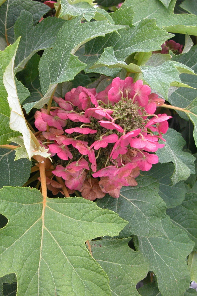 Hydrangea, Oakleaf Munchkin