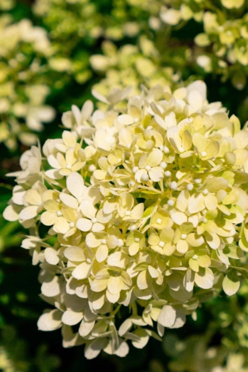 Hydrangea, Pan Bubble Bath