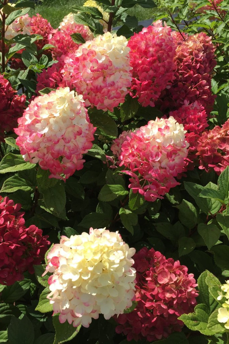 Hydrangea, Pan L Lime Punch