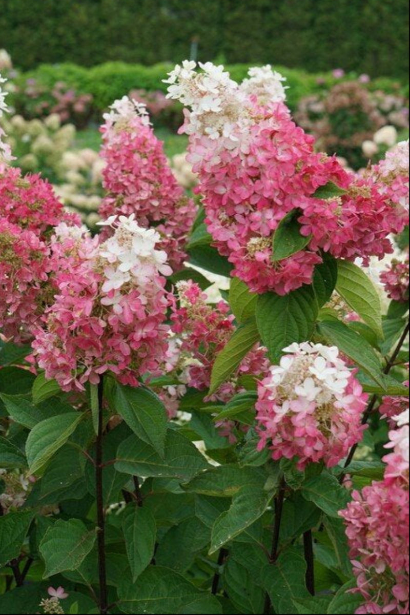 Hydrangea, Paniculata Pinky Winky Prime