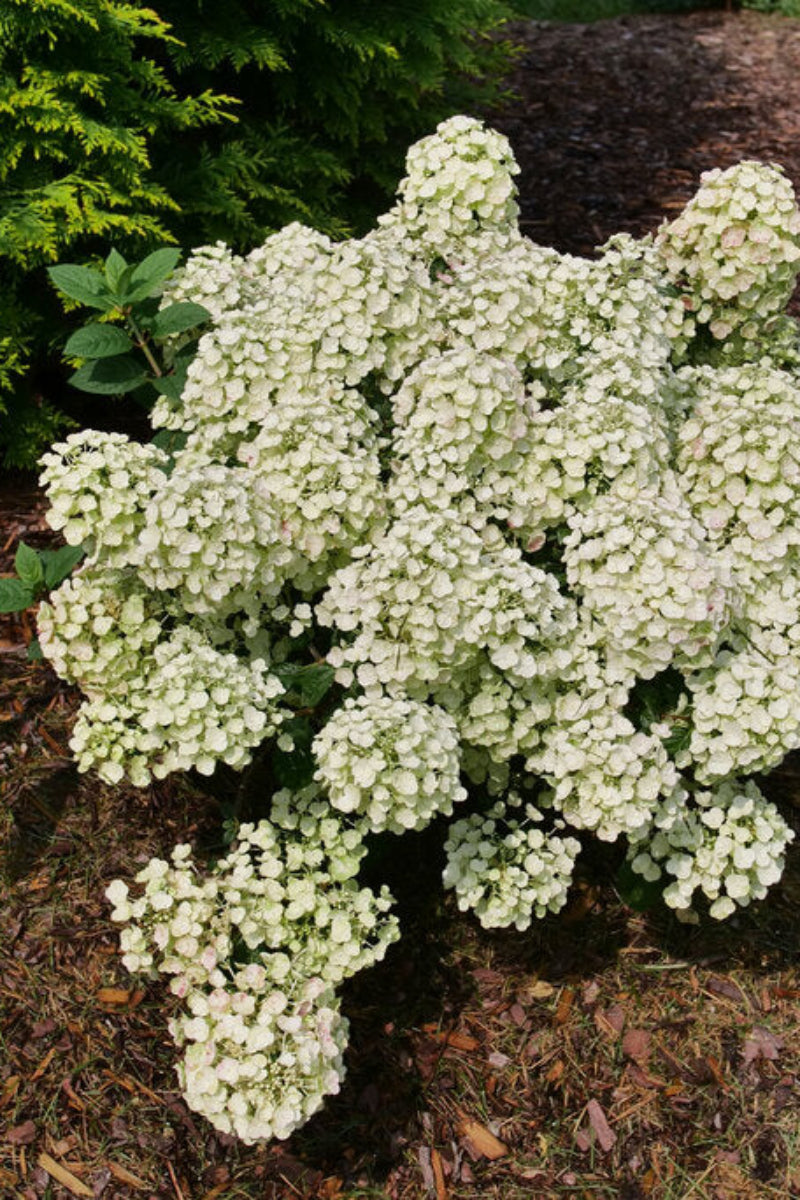 Hydrangea, Paniculata Tiny Quick Fire