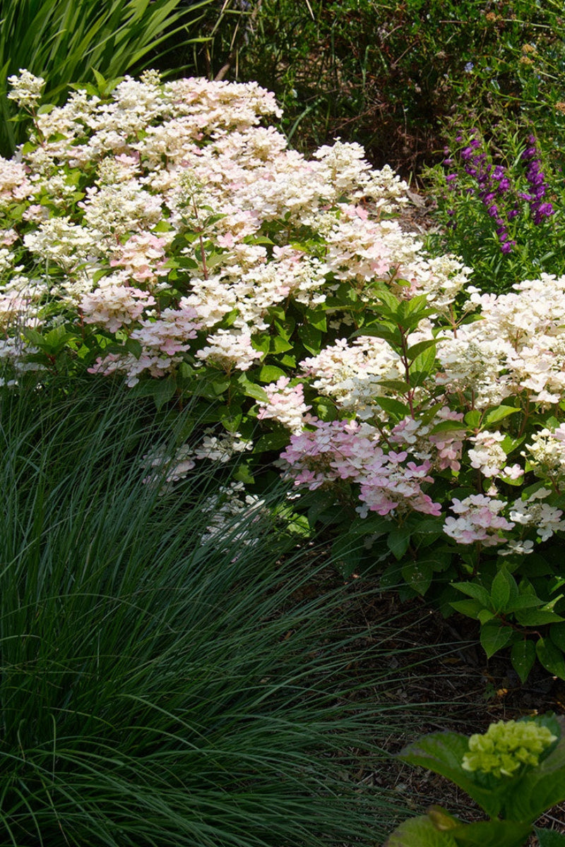 Hydrangea, Paniculata Early Evolution