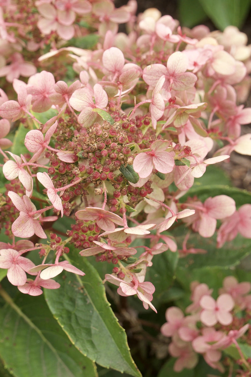 Hydrangea, Paniculata Early Evolution
