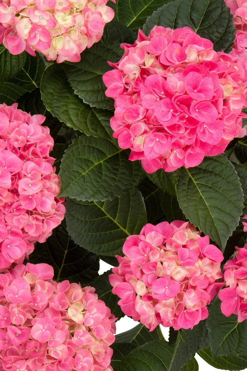 Hydrangea, Hi Meadow Dark Pink