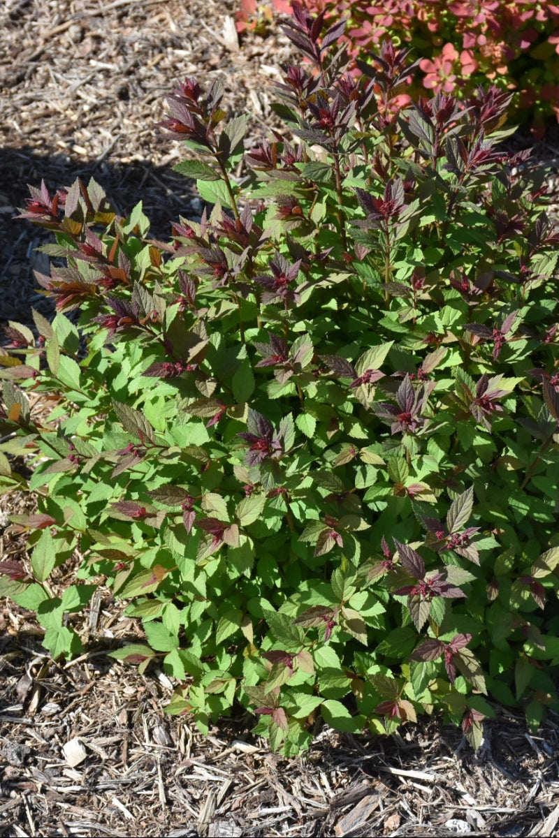 Spirea, Ice Dragon