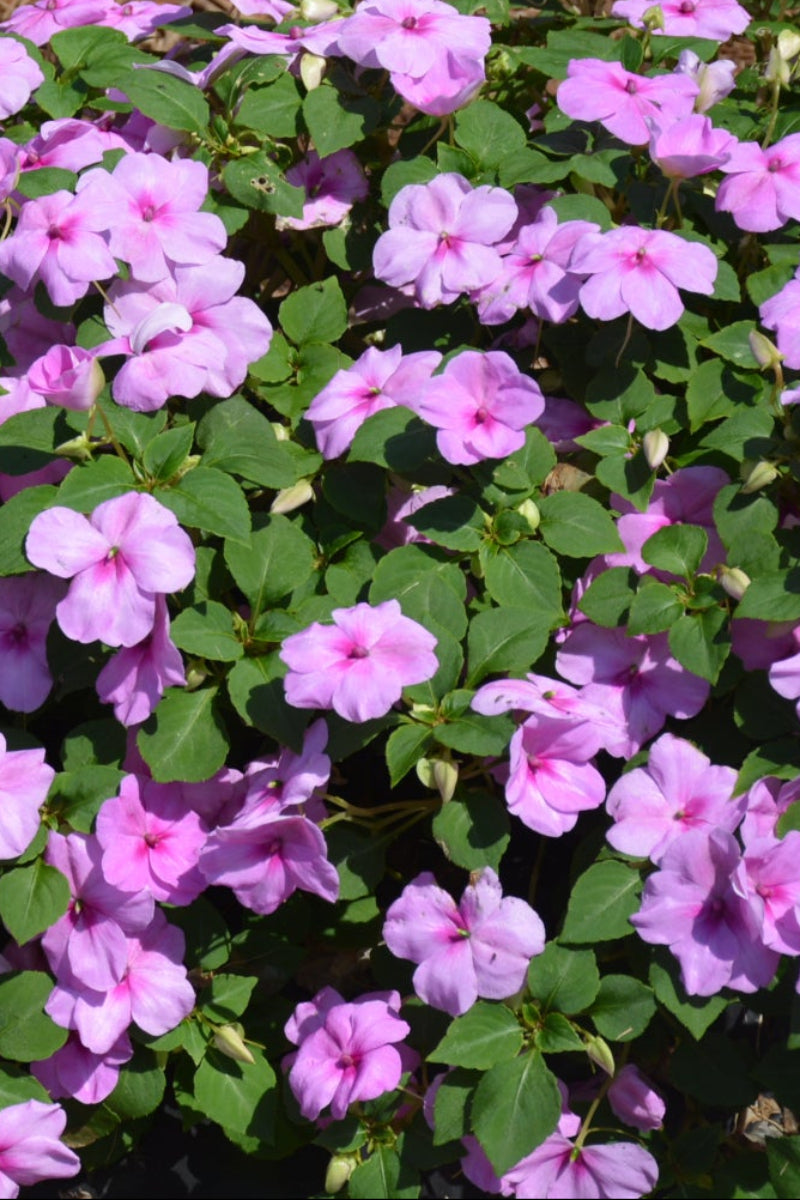 Impatiens, Beacon Blue Pearl