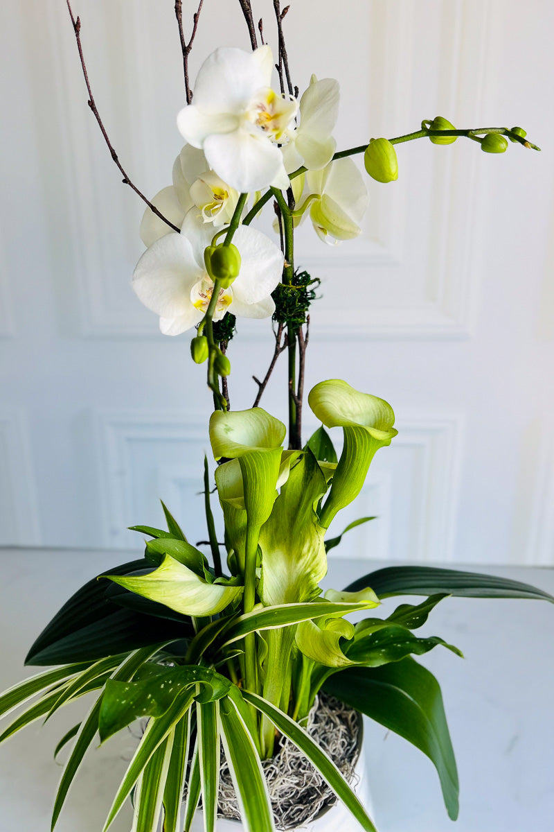 Chalet Signature Clean & Classic Calla Orchid Tegan 7"