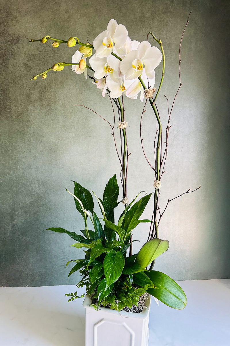 Chalet Signature Classic Orchid Egno7