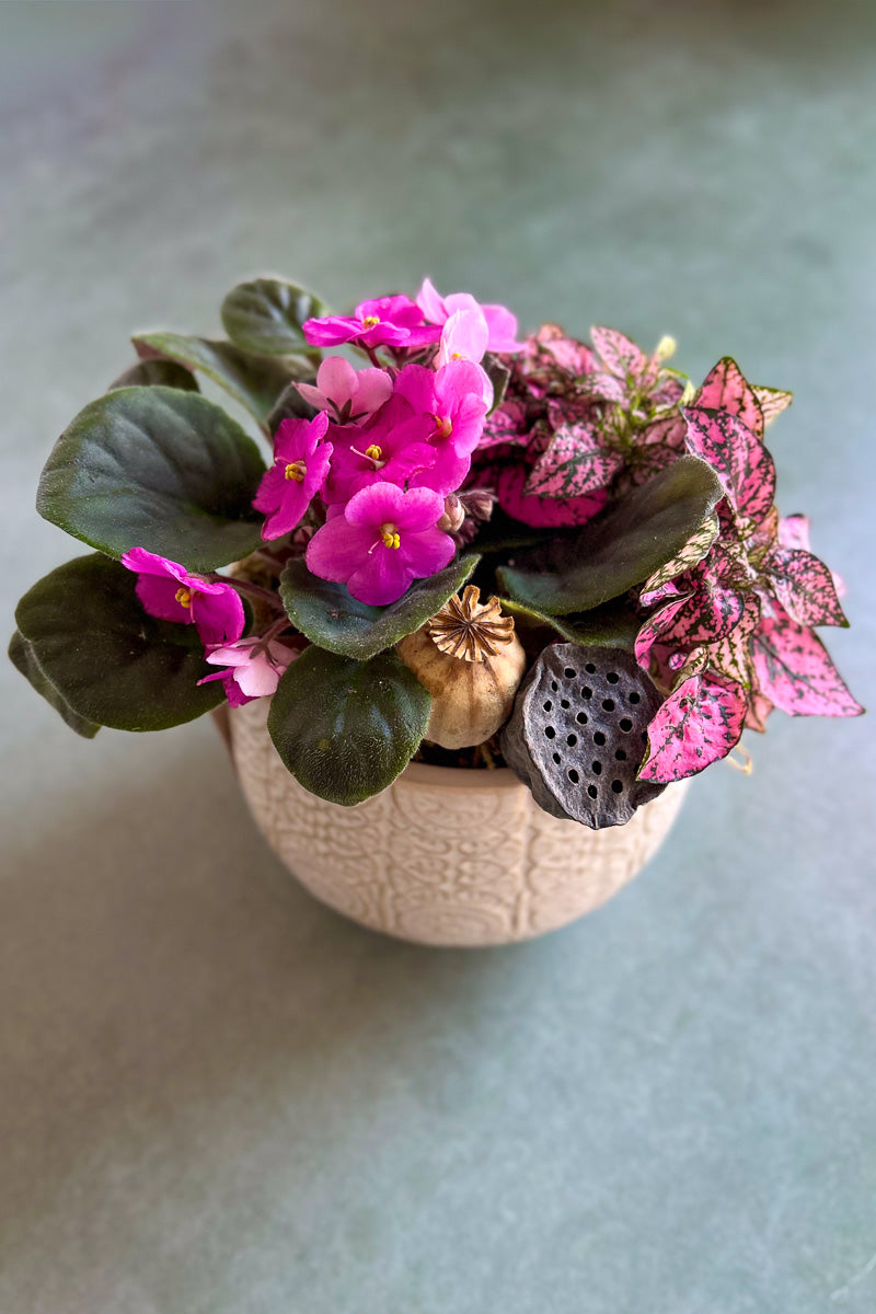 Chalet Signature Boho African Violet Francis 6"