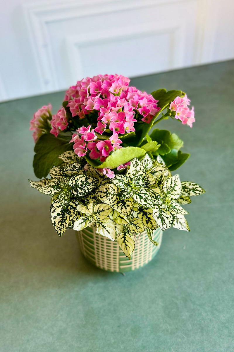 Chalet Signature Farmhouse Kalanchoe Zatti 4"