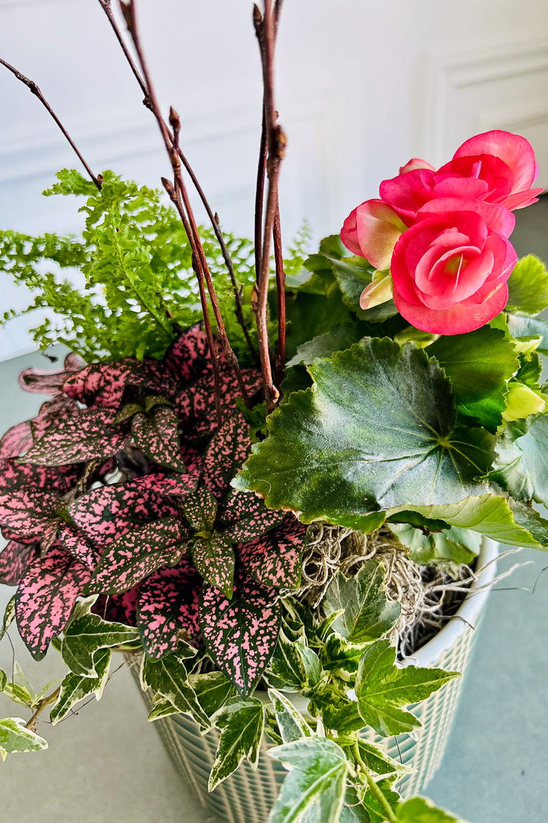 Chalet Signature Farmhouse Begonia Zati6
