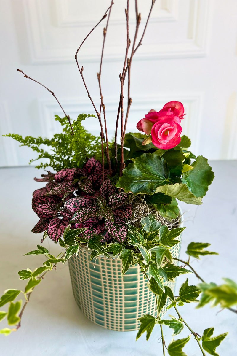 Chalet Signature Farmhouse Begonia Zati6