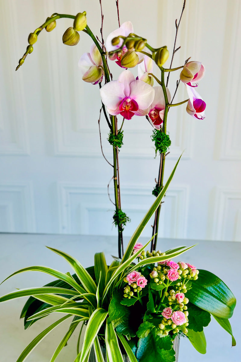 Chalet Signature Spider Orchid Habitat6