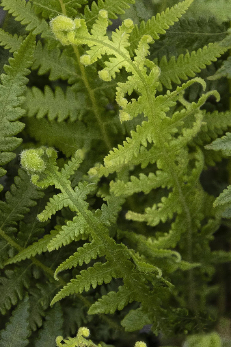 Fern, Japanese Beech