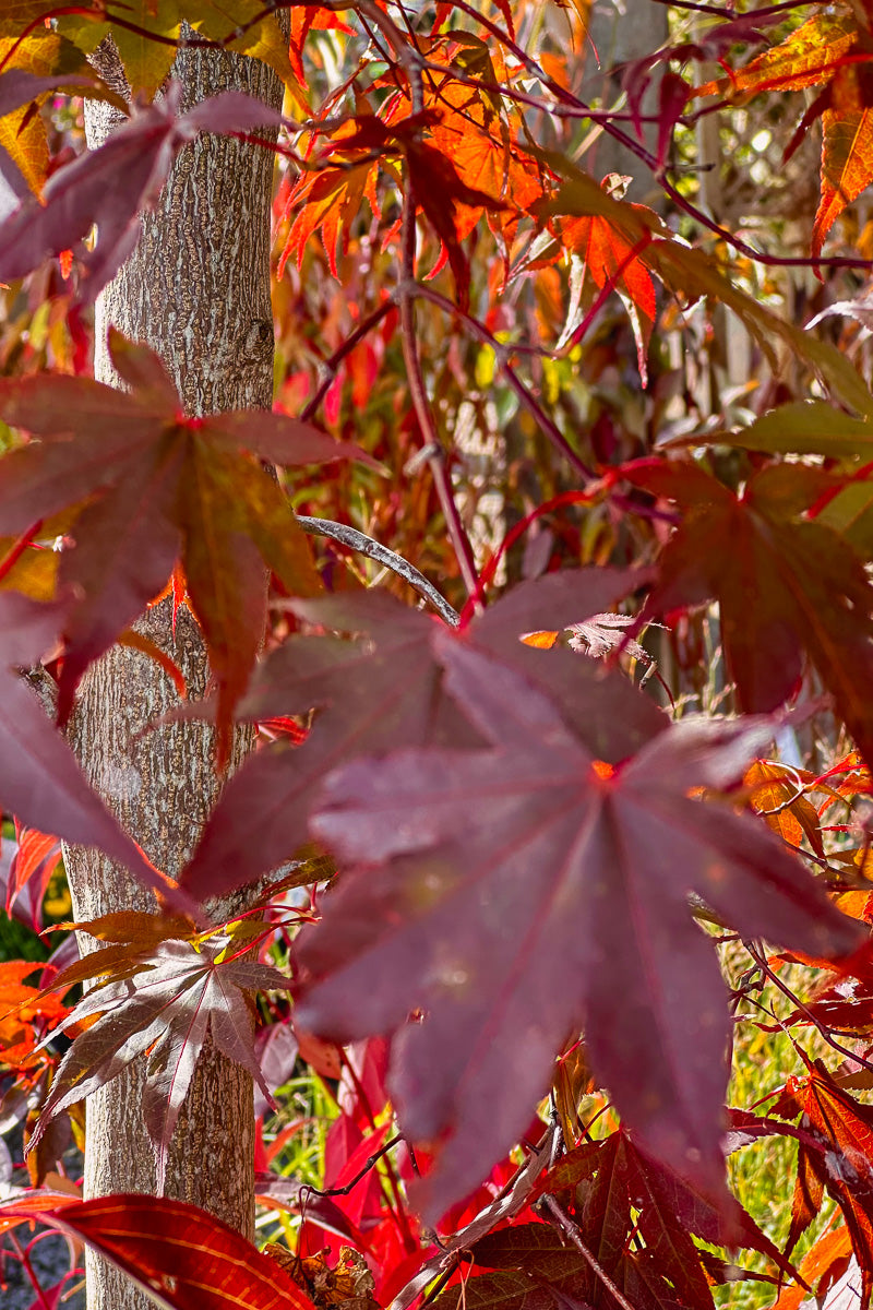 Maple, Japanese Bloodgood
