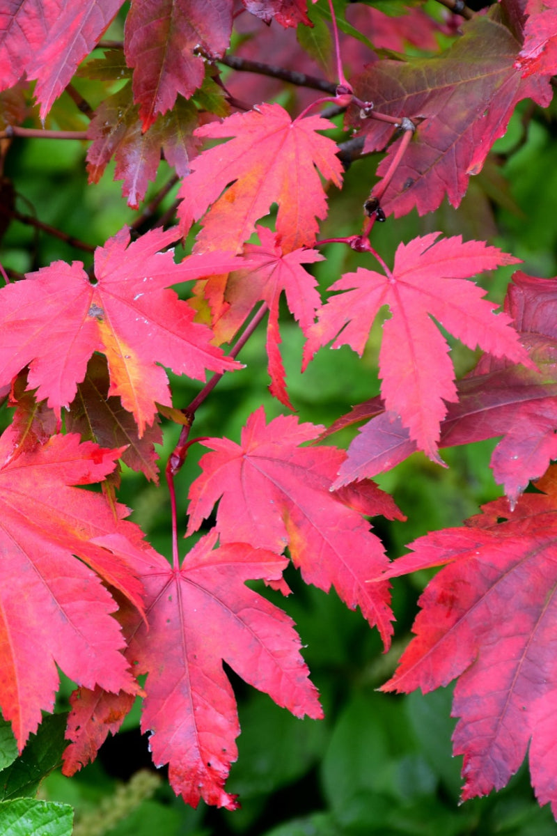 Maple, Fullmoon Japanese Grape Leaf