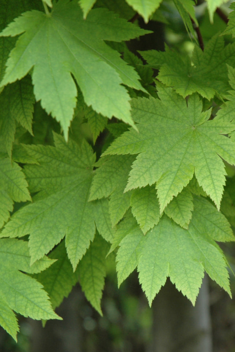 Maple, Fullmoon Japanese Grape Leaf