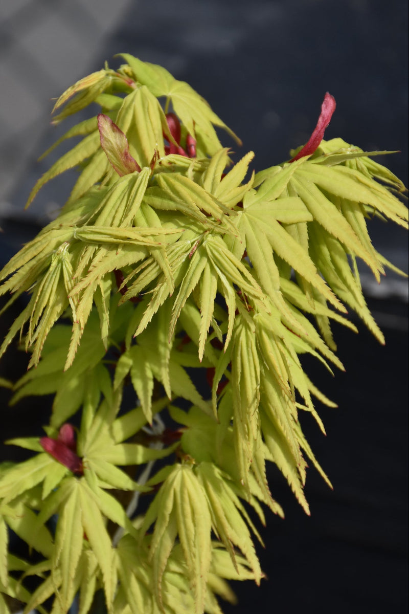 Maple, Japanese Mikawa Yatsubusa