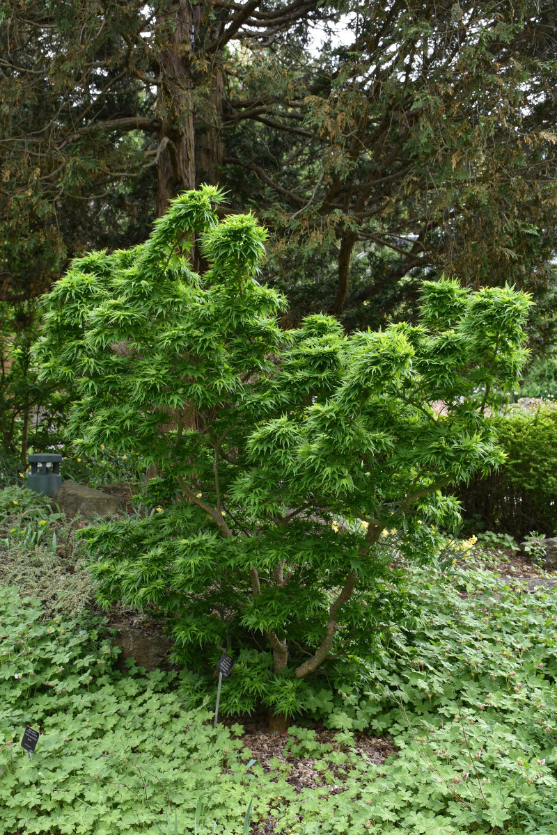 Maple, Japanese Mikawa Yatsubusa