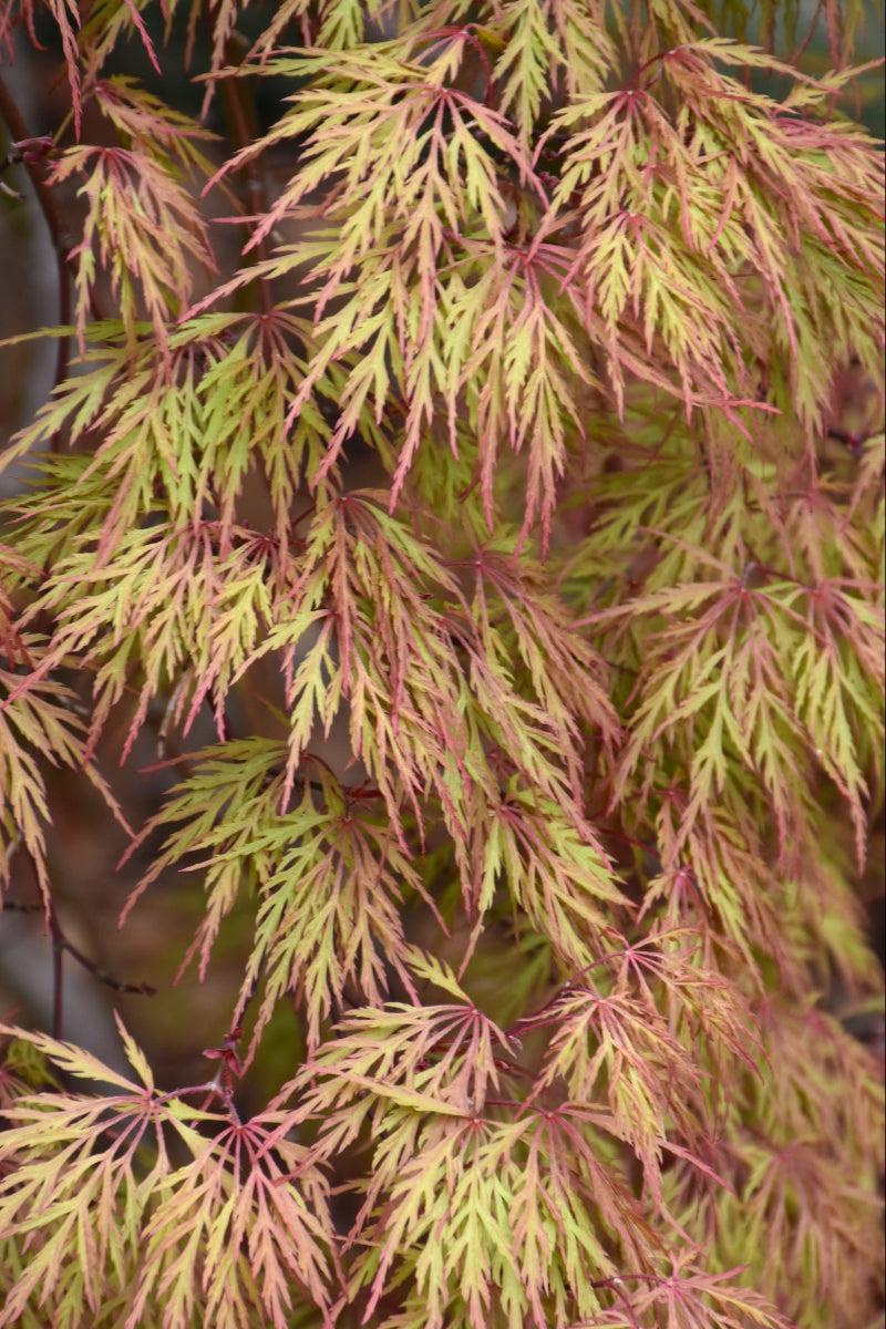Maple, Japanese Orangeola Laceleaf