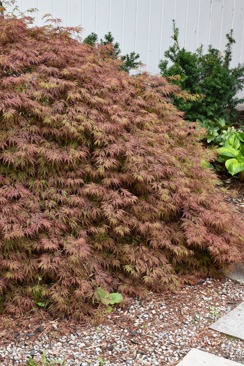 Maple, Japanese Orangeola Laceleaf