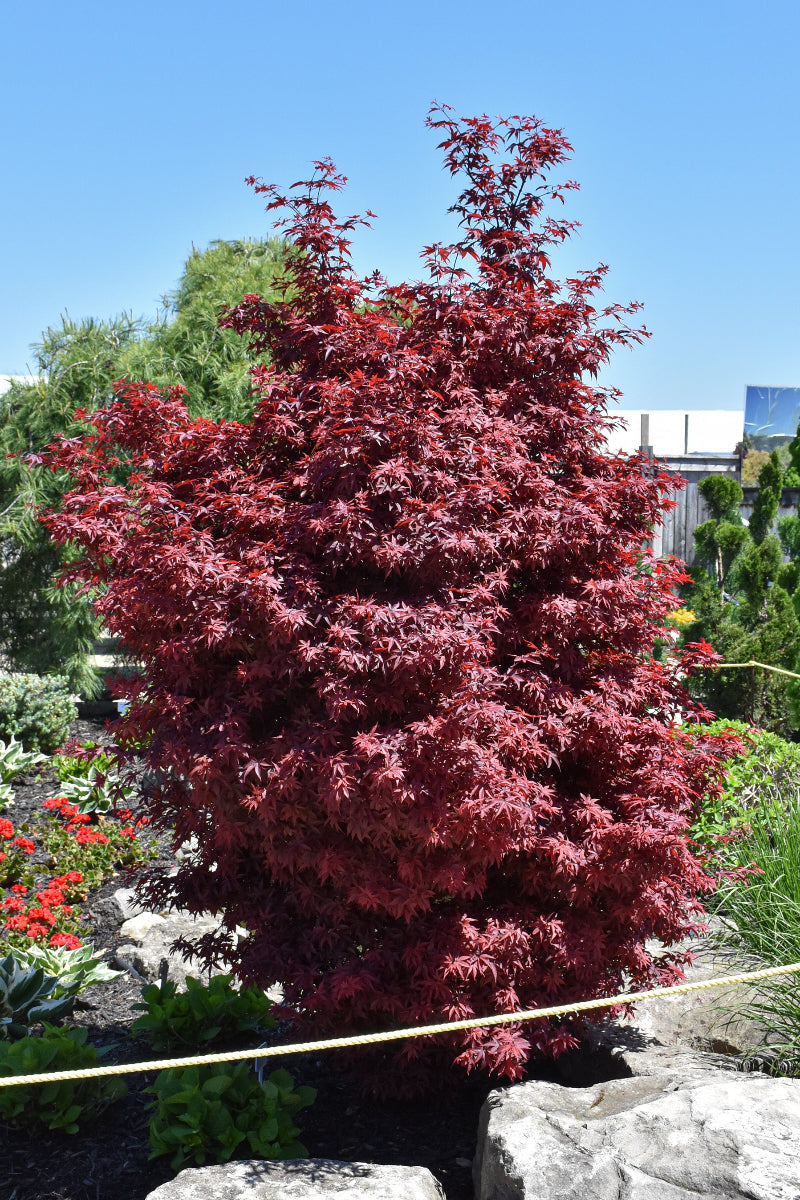 Maple, Japanese Twombly's Red Sentinal