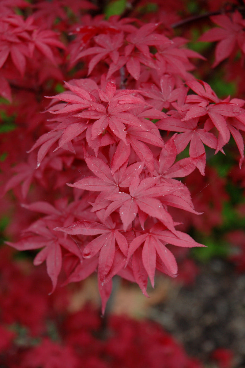 Maple, Japanese Twombly's Red Sentinal