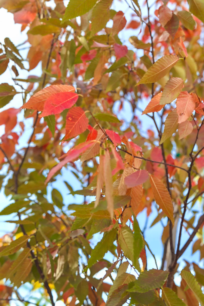 Japanese Zelkova, Musashino