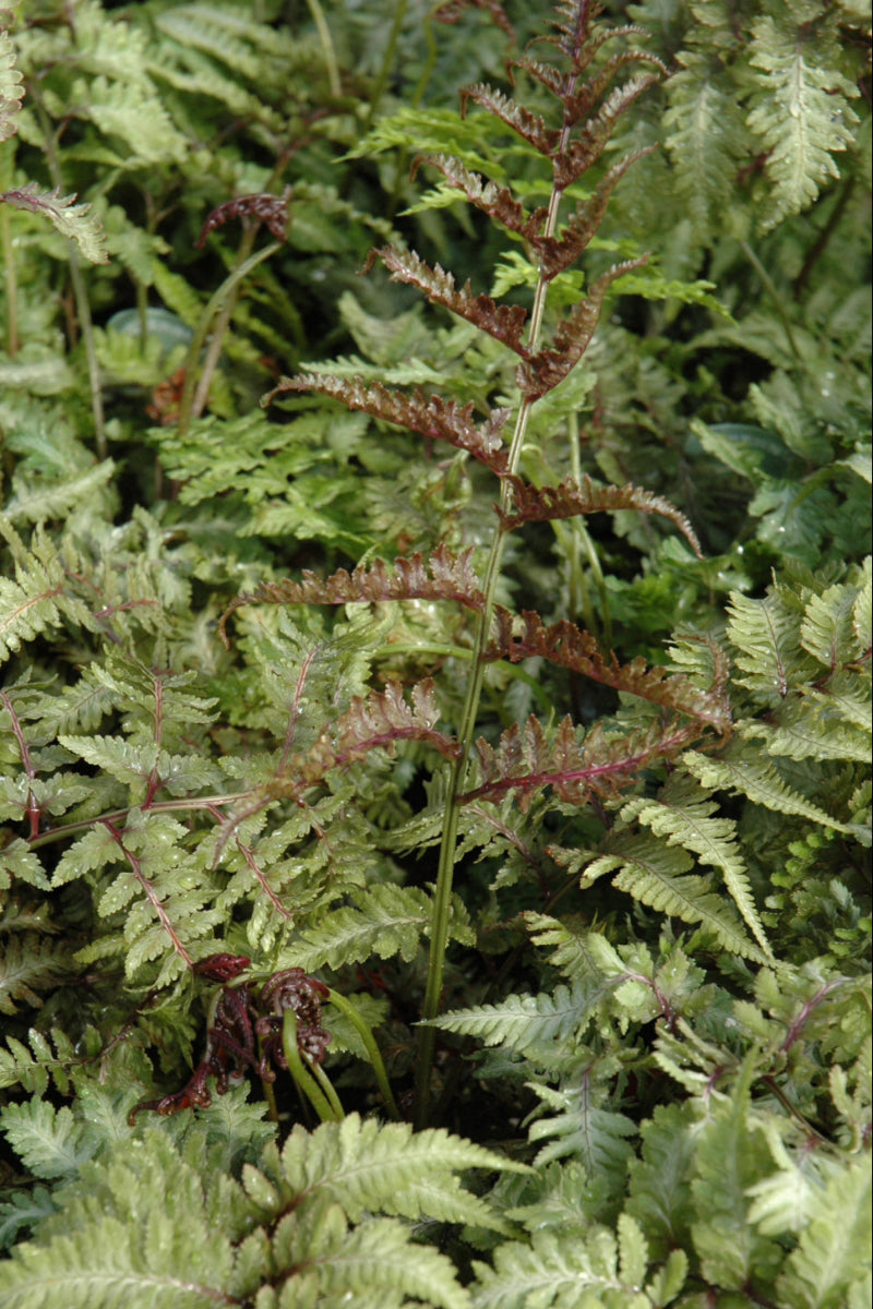 Japanese Painted Fern, Metallicum