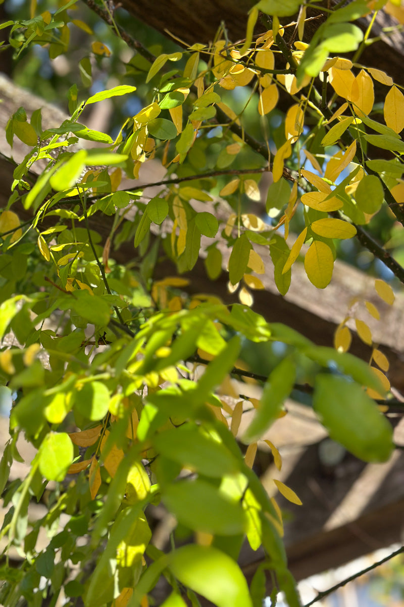Japanese Sophomore Tree