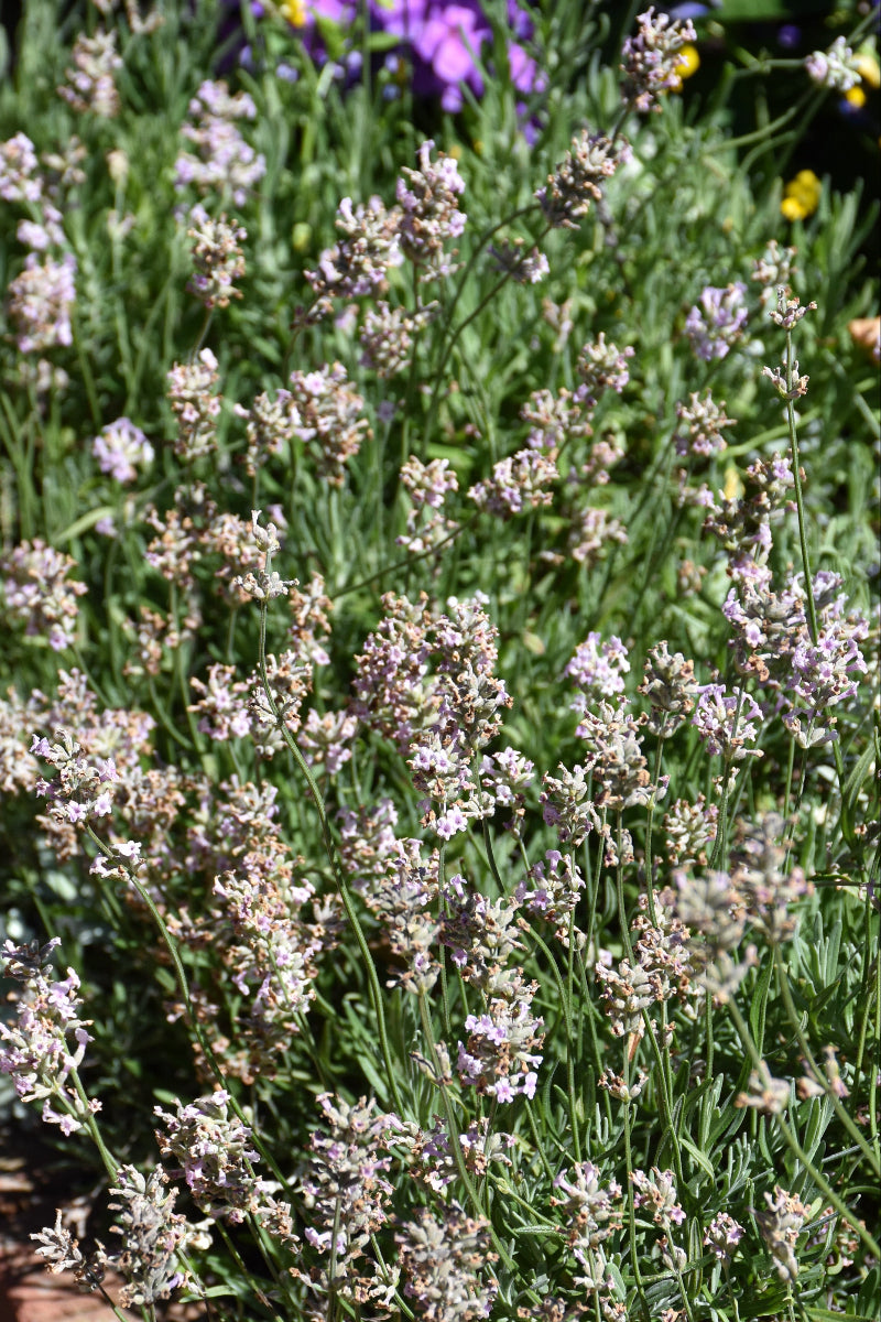 Lavender, Jean Davis