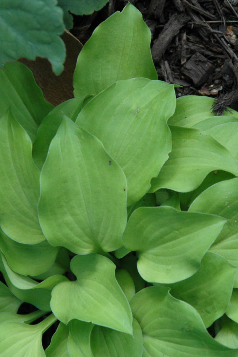 Hosta, Cricket