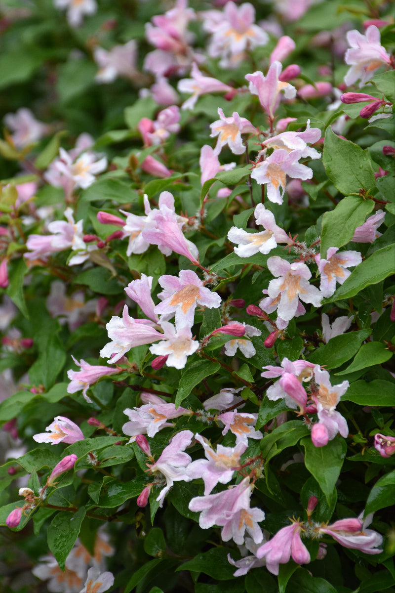 Beauty Bush, Jolene Jolene