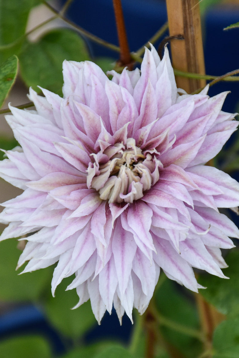 Clematis, Josephine