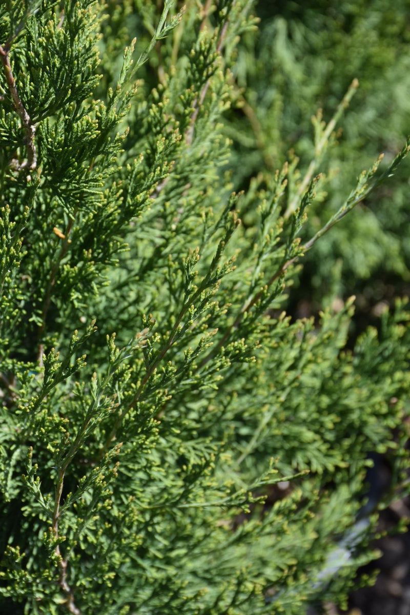 Juniper, Emerald Feather