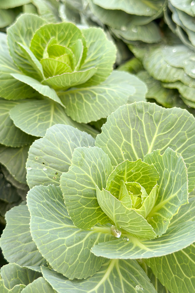 Kale Crane Bicolor