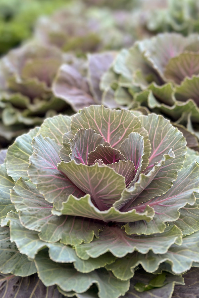 Ornamental Kale, Pigeon Red