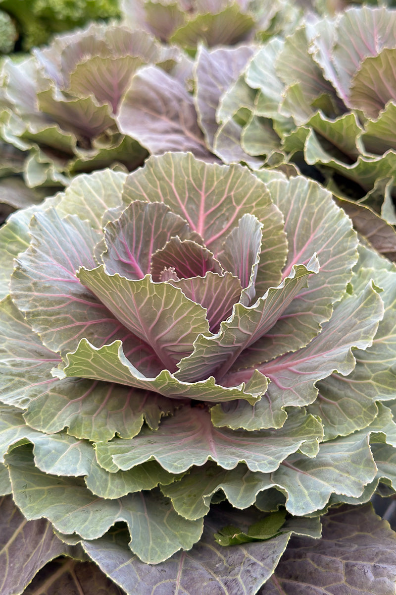Ornamental Kale, Pigeon Red