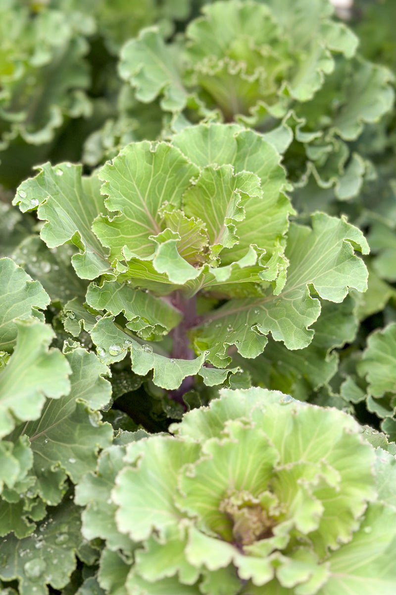 Kale Orn Crane Ruffle Rose