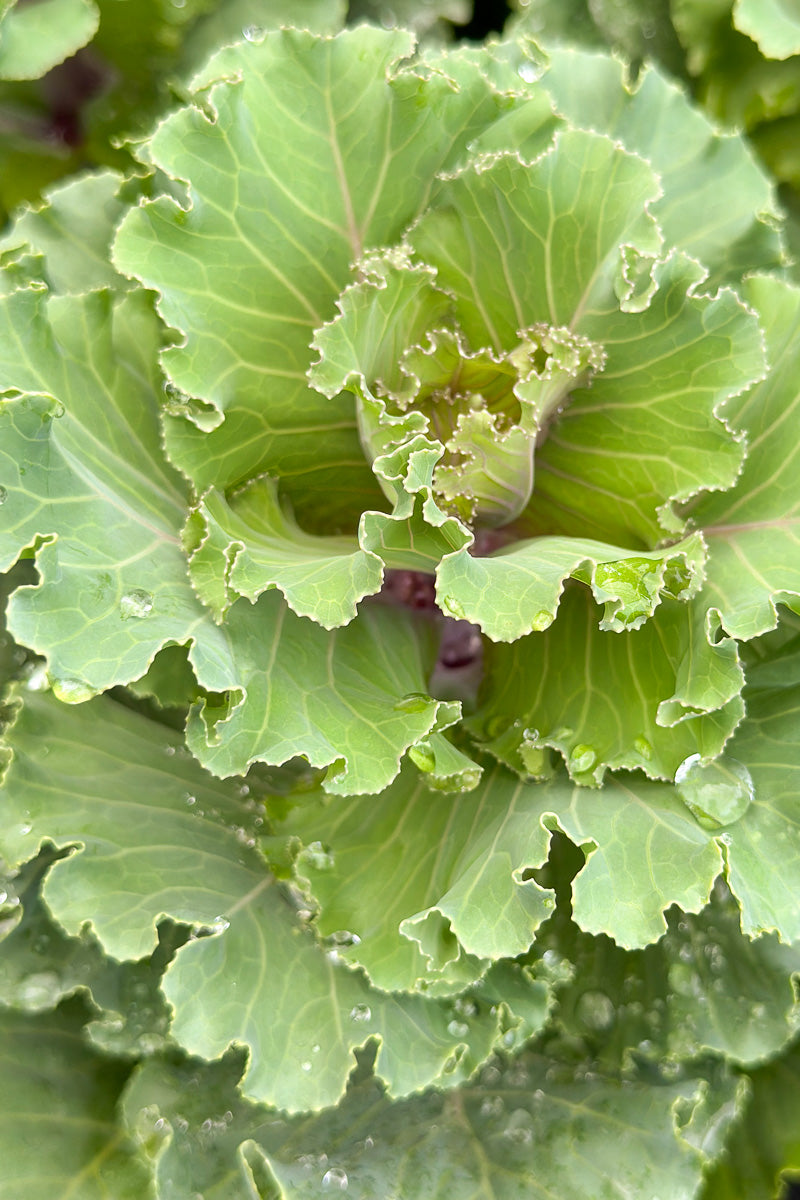 Kale Orn Crane Ruffle Rose