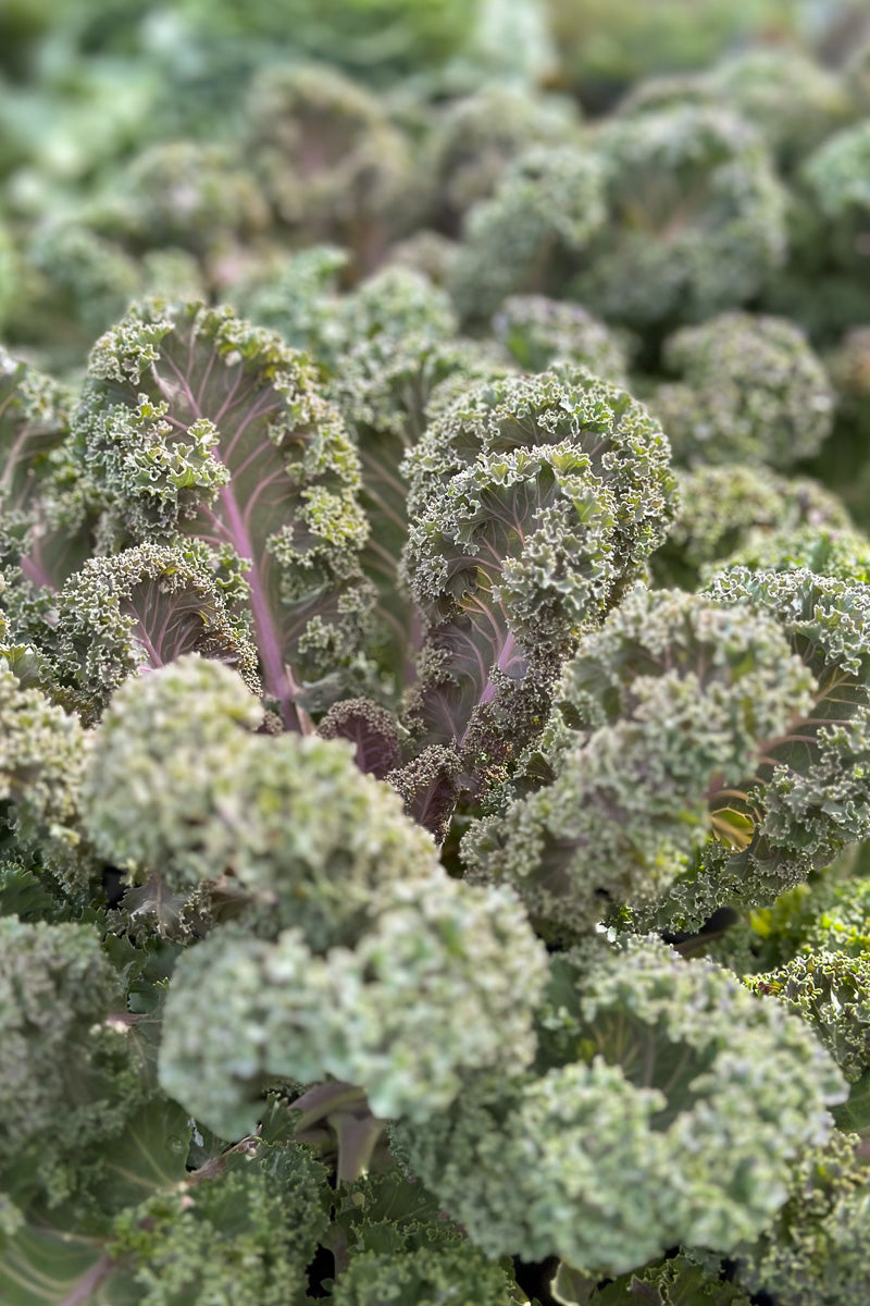 Kale Ornamental Yokohama Red