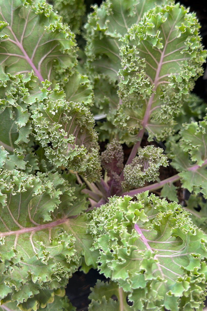 Kale Ornamental Yokohama Red