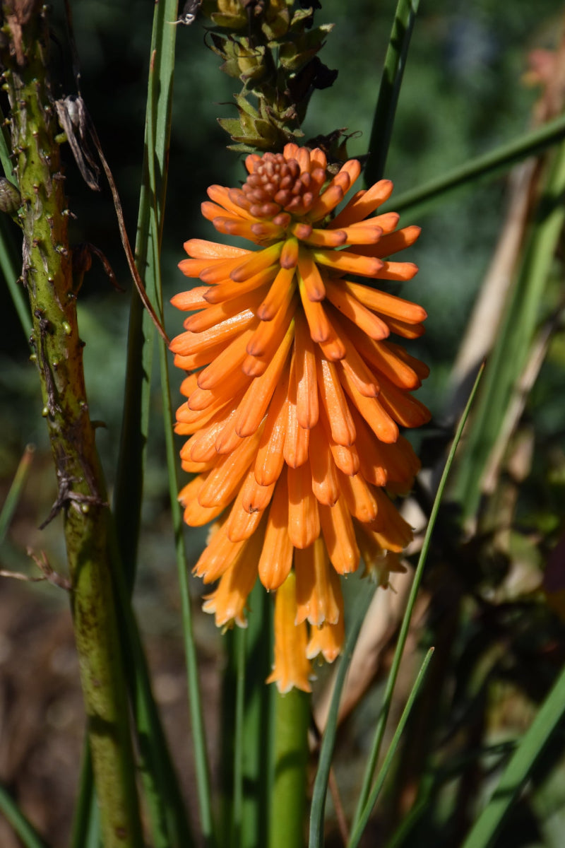 Kniphofia, Orange Blaze