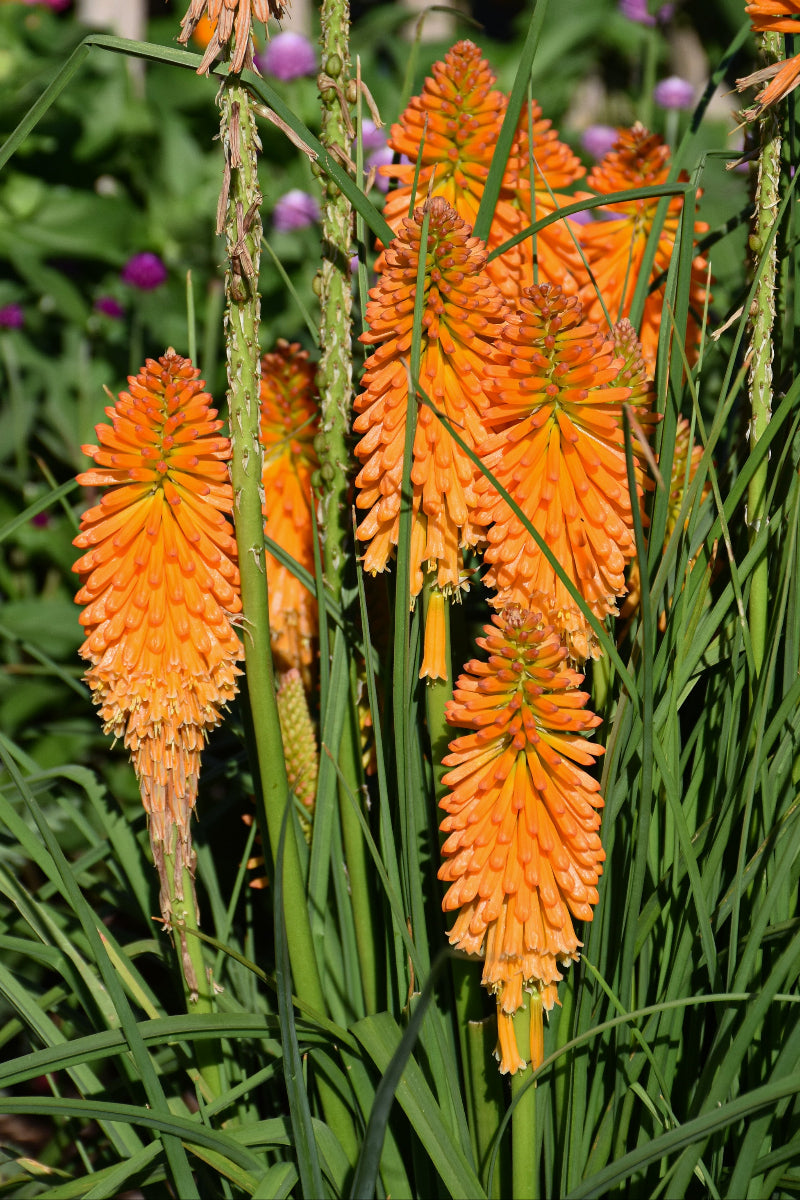 Kniphofia, Orange Blaze