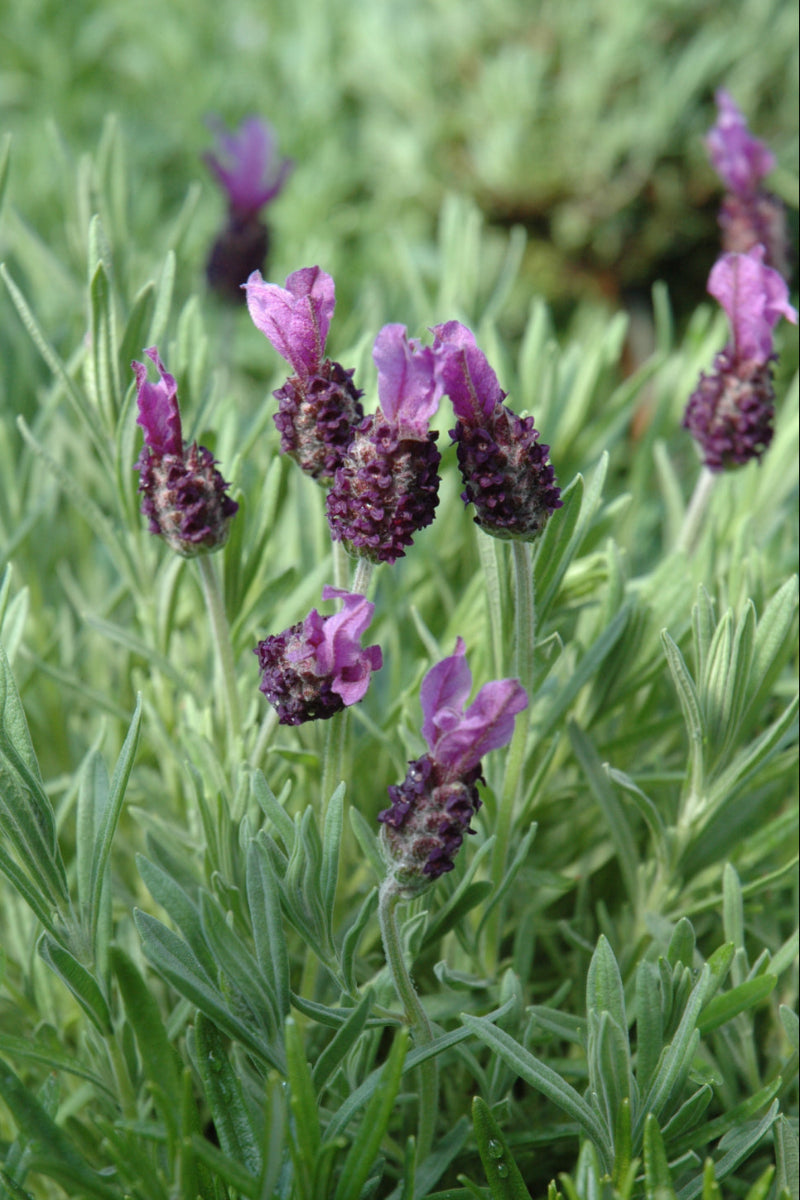Lavender, Anouk