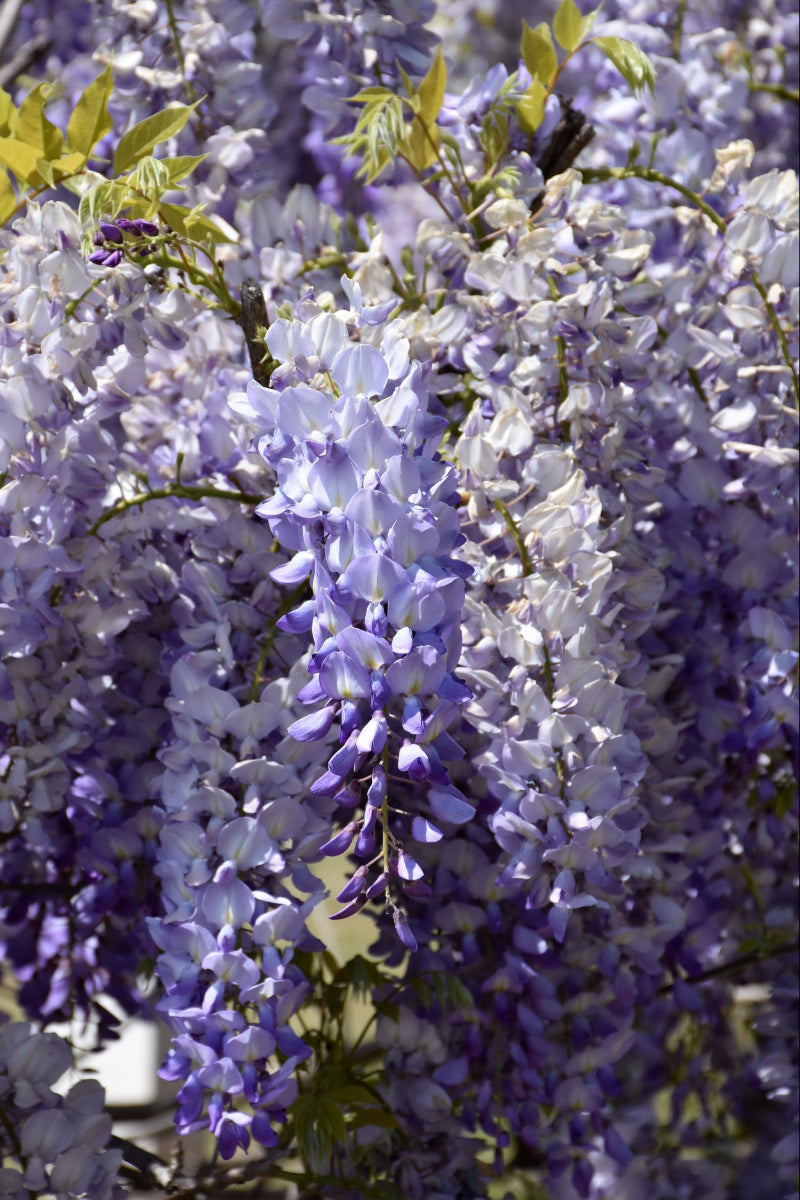 Vine, Wisteria, Lavender Falls, Betty Tam