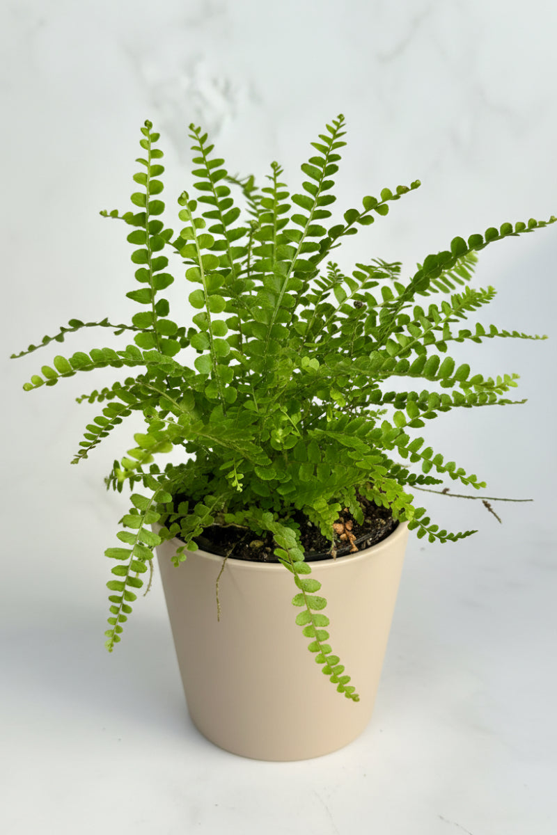 Fern, Lemon Button 3.5"